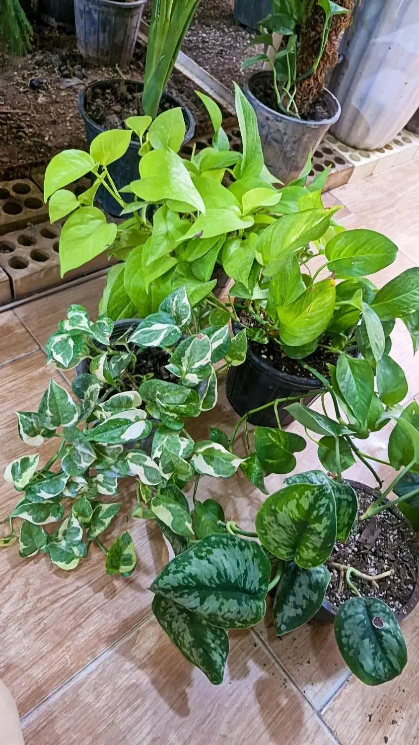 انواع پتوس فقط ۹۵تومن|گل و گیاه طبیعی|بیرجند, |دیوار