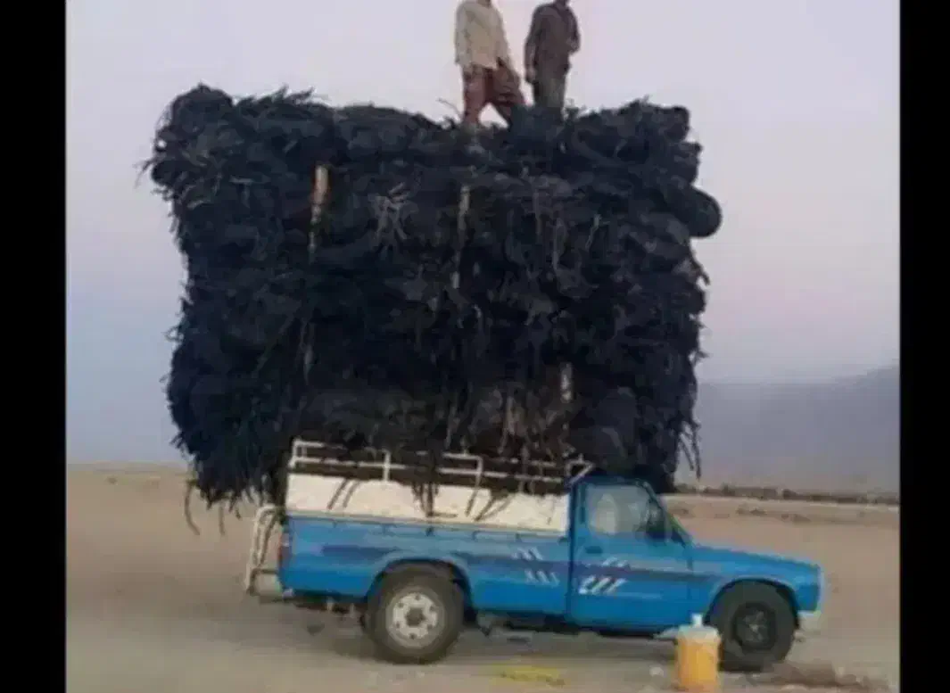 خریدار تیپ بهترین قیمت تو زمین و جمع شدش|خدمات باغبانی و درختکاری|زنجان, |دیوار