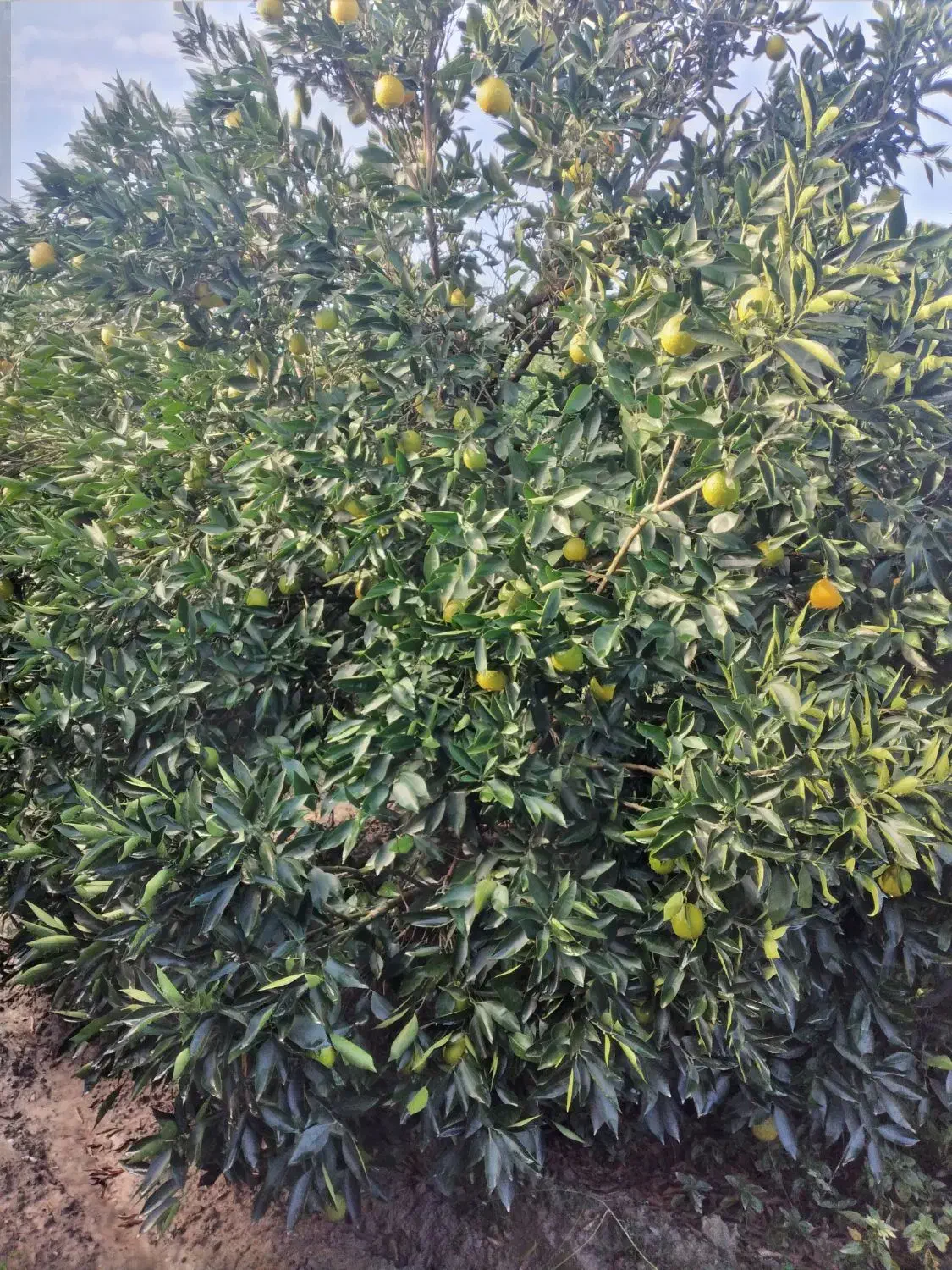 سر درختی پرتغال|خوردنی و آشامیدنی|بندر گز, |دیوار