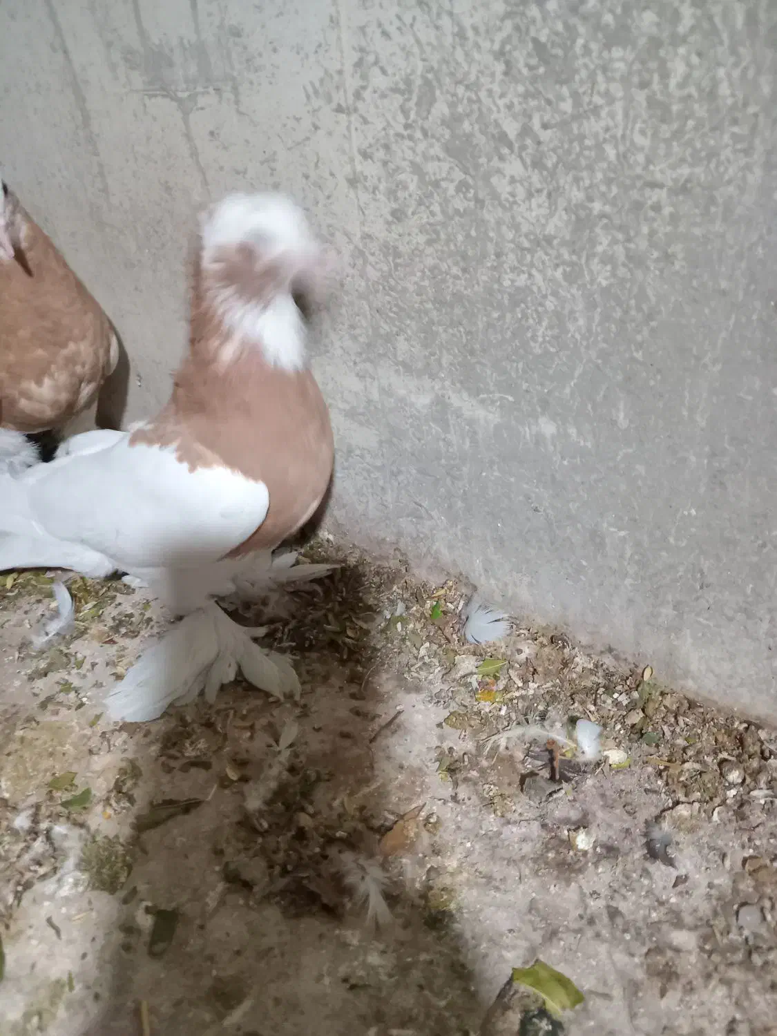 طوقی بی عیب...|پرنده|کوار, |دیوار