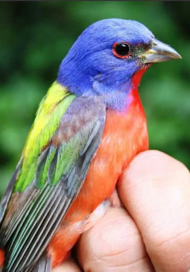 سهره قناری عروس هلندی مرغ عشق طوطی برزیلی|پرنده|آستانه اشرفیه, |دیوار