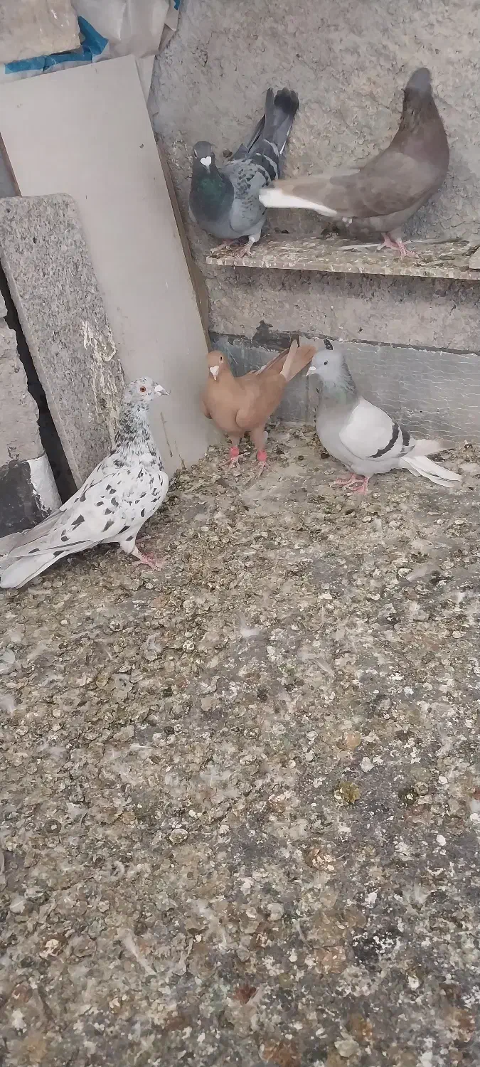 کفتر ی کبوتر|پرنده|مرودشت, ولایت|دیوار