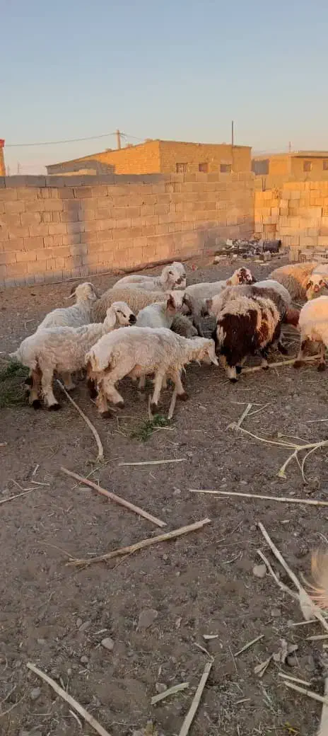 بره چاق پلوار کشتاری 370کیلویی|حیوانات مزرعه|ارزوئیه, |دیوار