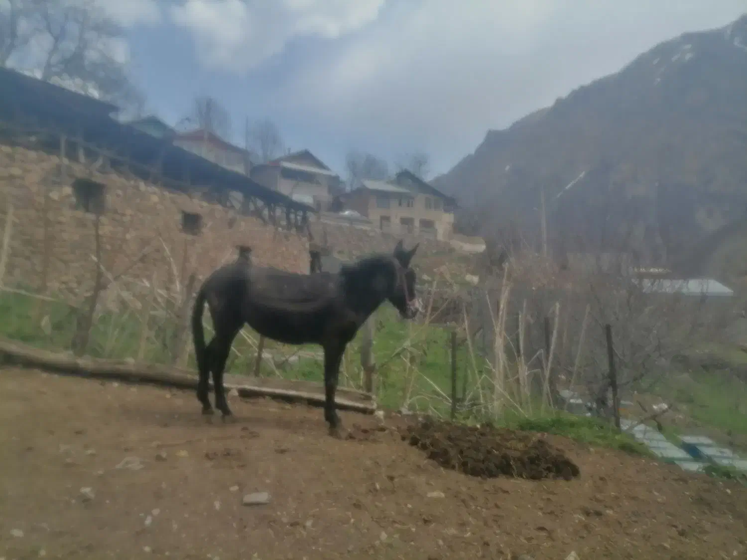 حیوان اهلی|حیوانات مزرعه|مرزنآباد, |دیوار