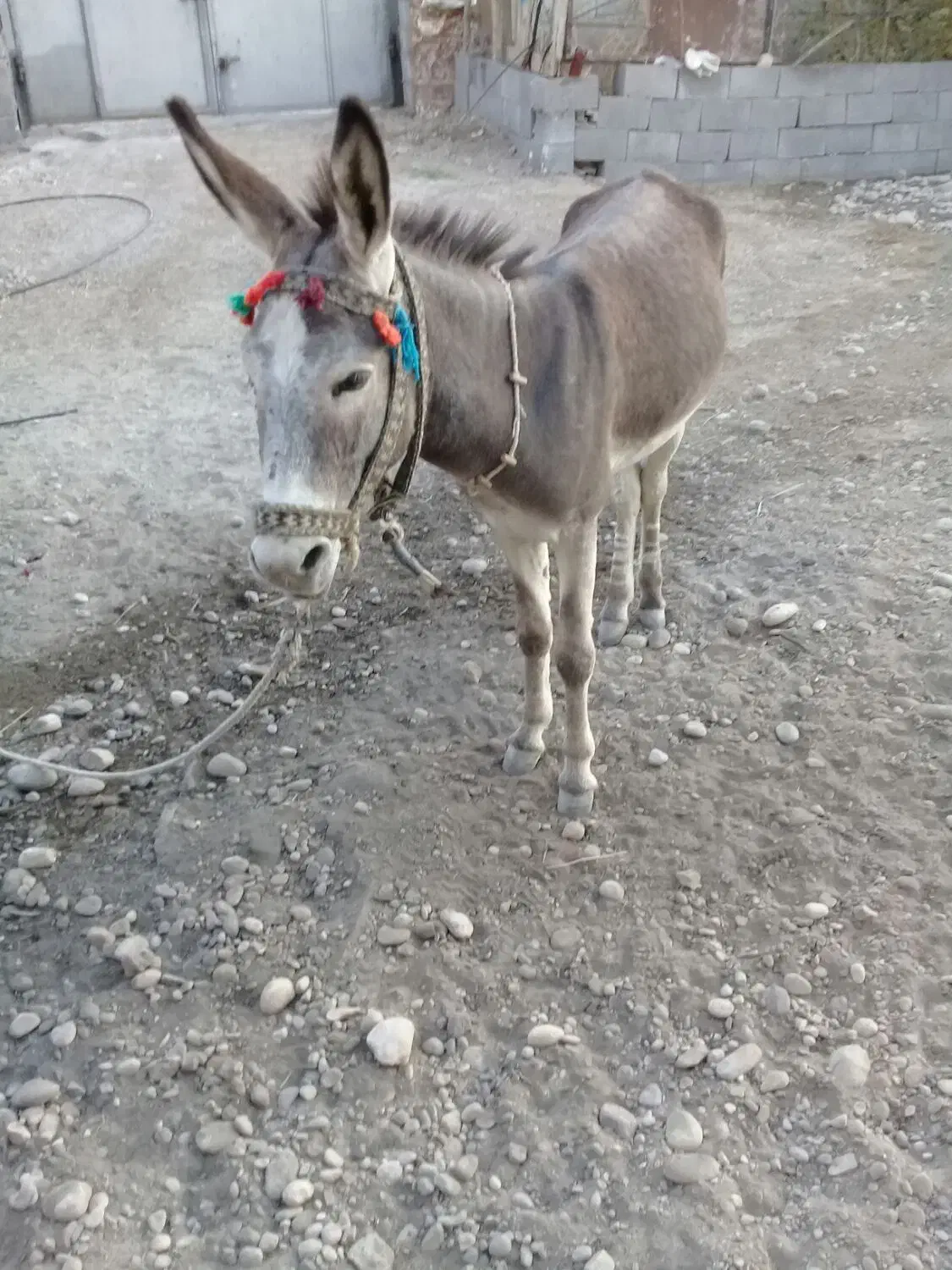 الاغ نر|حیوانات مزرعه|قلعه قاضی, |دیوار