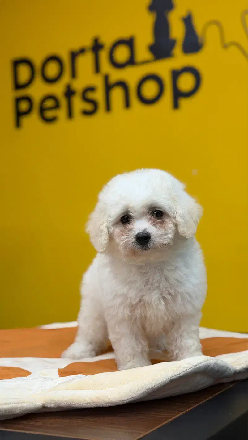 سگ نژاد بیشون فرایز کیفیت بمب|سگ|تهران, سعادت‌آباد|دیوار