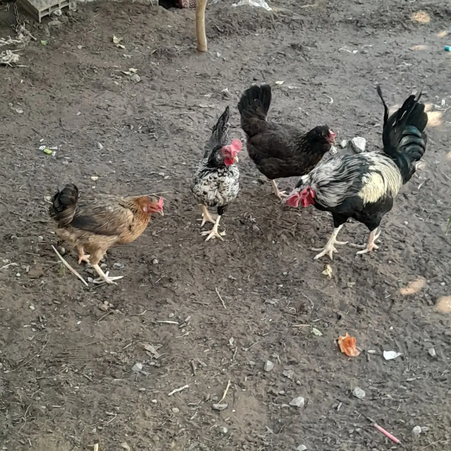 مورغ|حیوانات مزرعه|بم, |دیوار