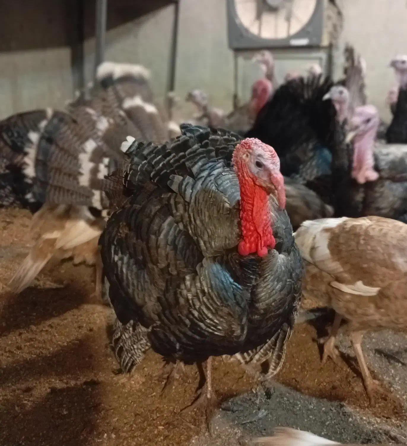 تخم نطفه دار بوقلمون برنز و بوربون|حیوانات مزرعه|شیراز, شهرک قمشه|دیوار