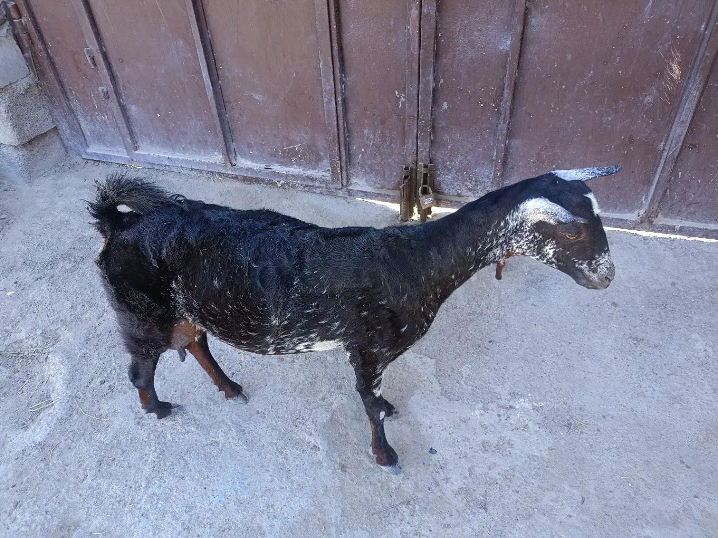 فروش بزسلاله|حیوانات مزرعه|چابهار, |دیوار