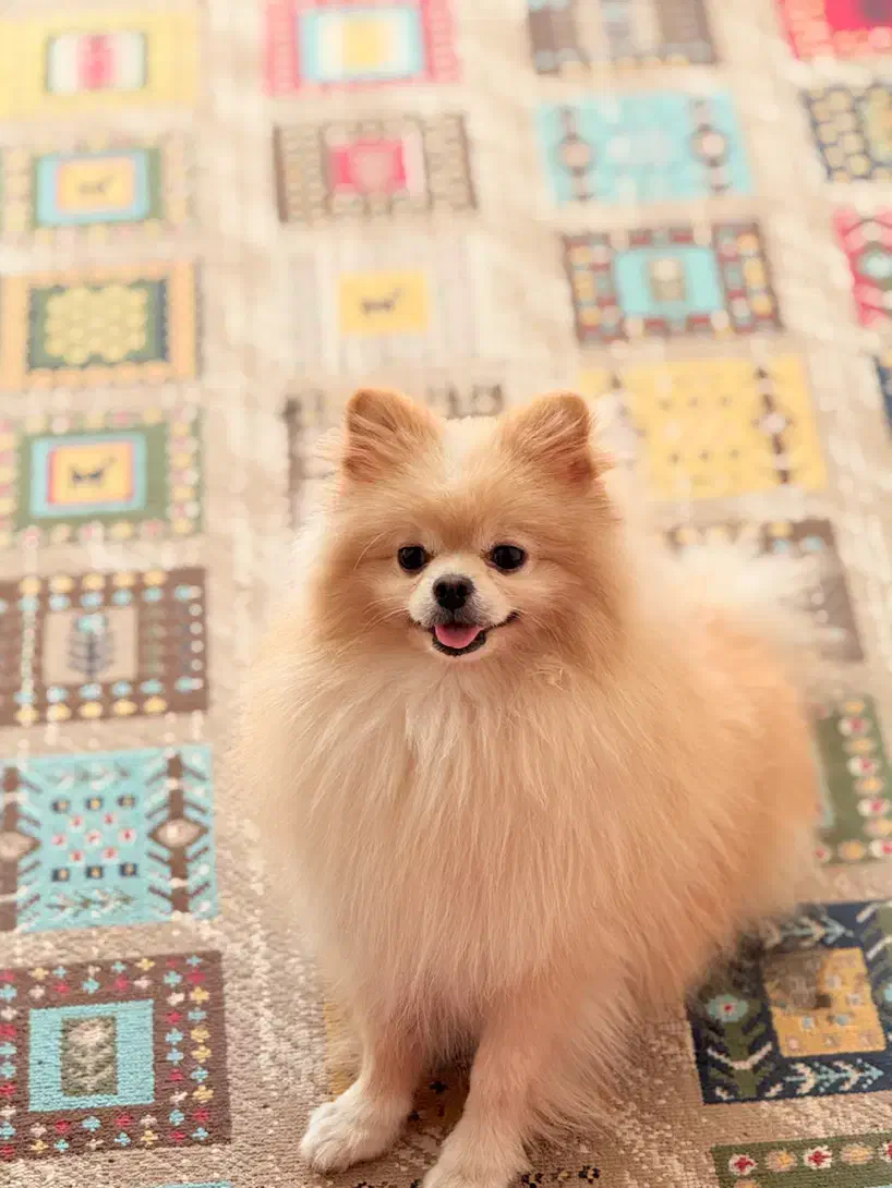 سگ پامر خرسی|سگ|بندرعباس, |دیوار