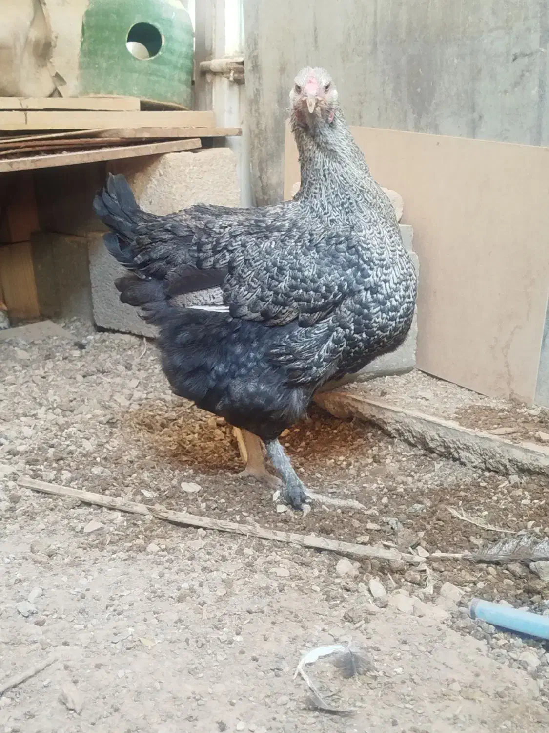 مرغ برهما ویاندوت آمریکایی|حیوانات مزرعه|ایوان, |دیوار