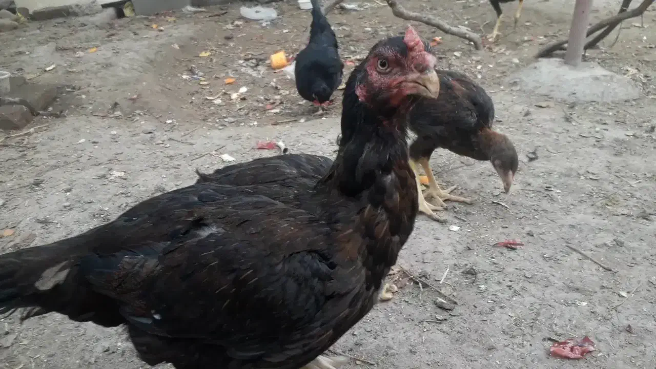 فروش مرغ و خروس لاری و محلی|حیوانات مزرعه|بناب, |دیوار