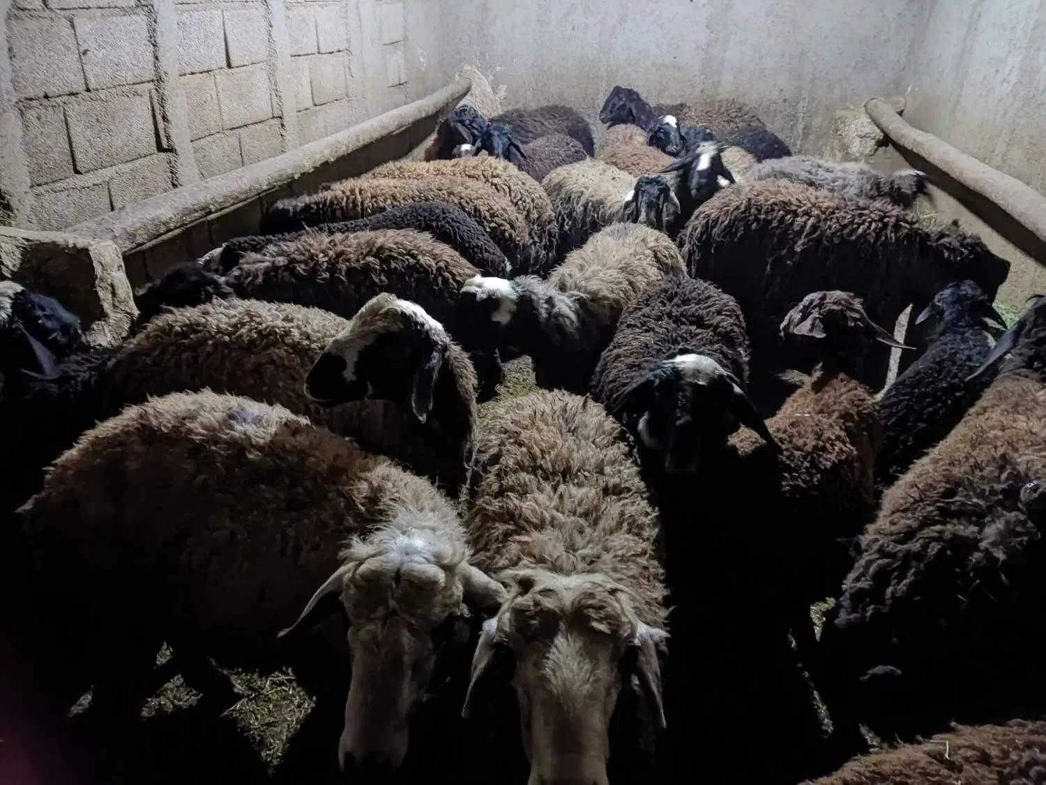 بره نر پای پروار|حیوانات مزرعه|بزینه رود, |دیوار