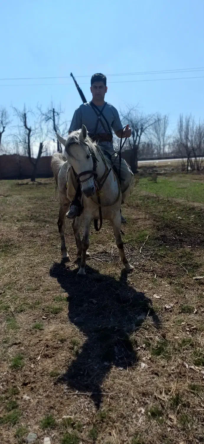 اسب مادیان 6سال سالم سرحال وکره نریان ۲ساله|اسب و تجهیزات اسبسواری|سلماس, |دیوار