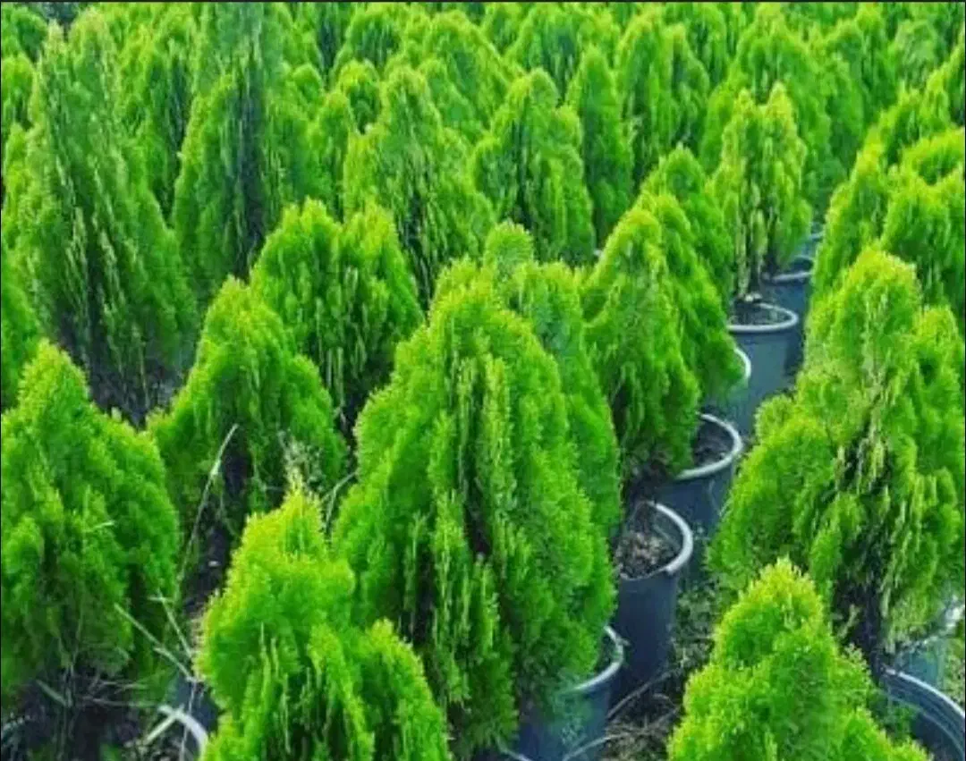 کاشت گل و درخت باغی|خدمات باغبانی و درختکاری|اصفهان, زاجان|دیوار