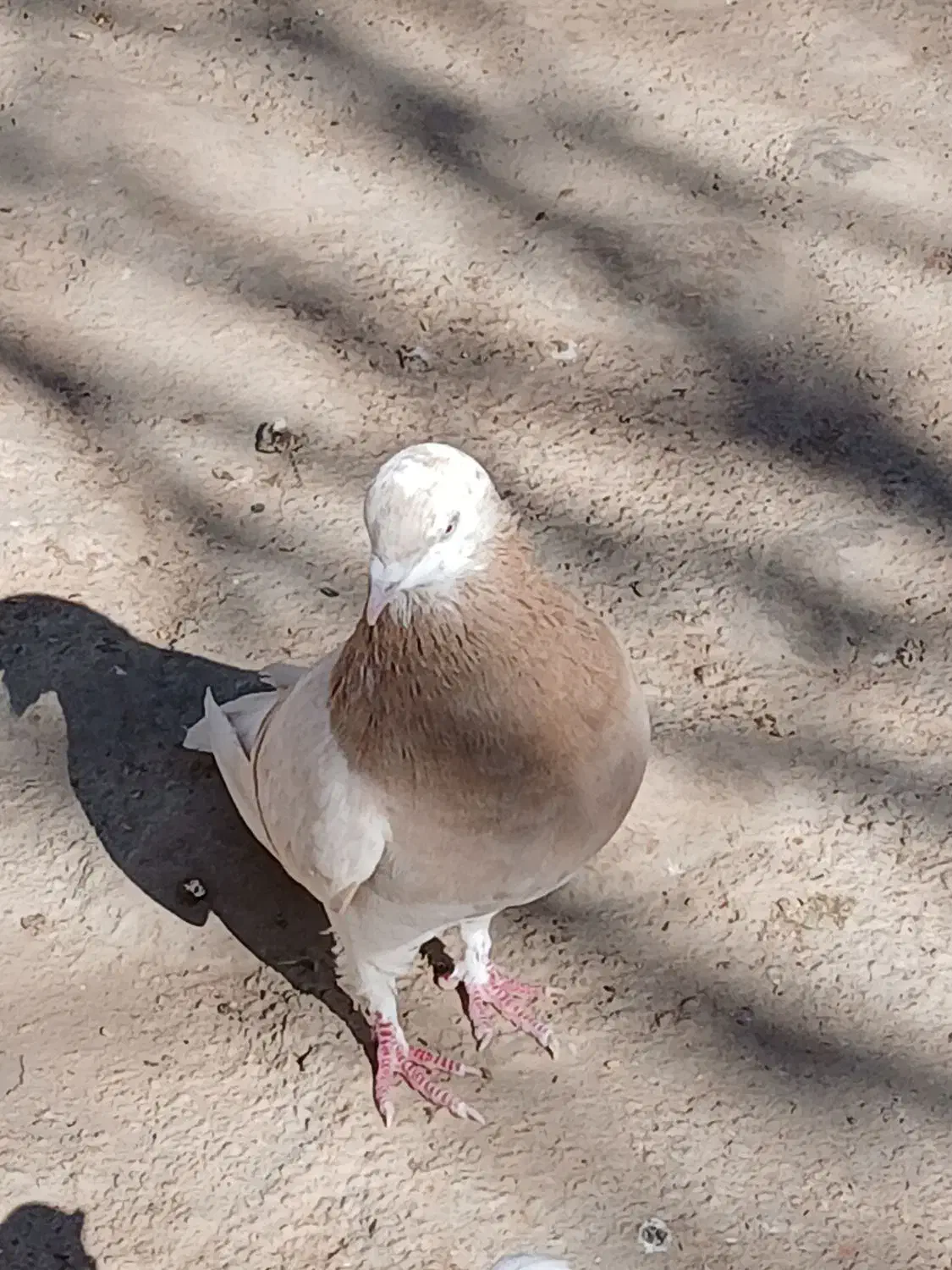 کبوتر|پرنده|کوهدشت, |دیوار