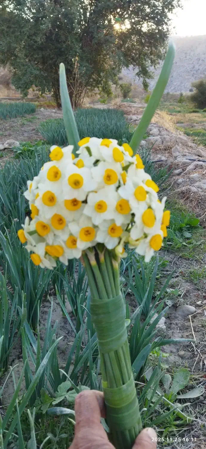 گل نرگس|گل و گیاه طبیعی|سوق, |دیوار