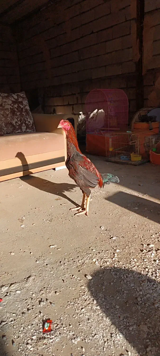 خروس لاری اصیل|پرنده|خوی, |دیوار