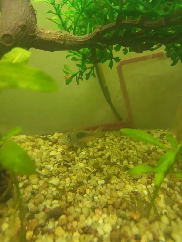 فروش آکواریوم شیشه خم|ماهی|اشنویه, |دیوار