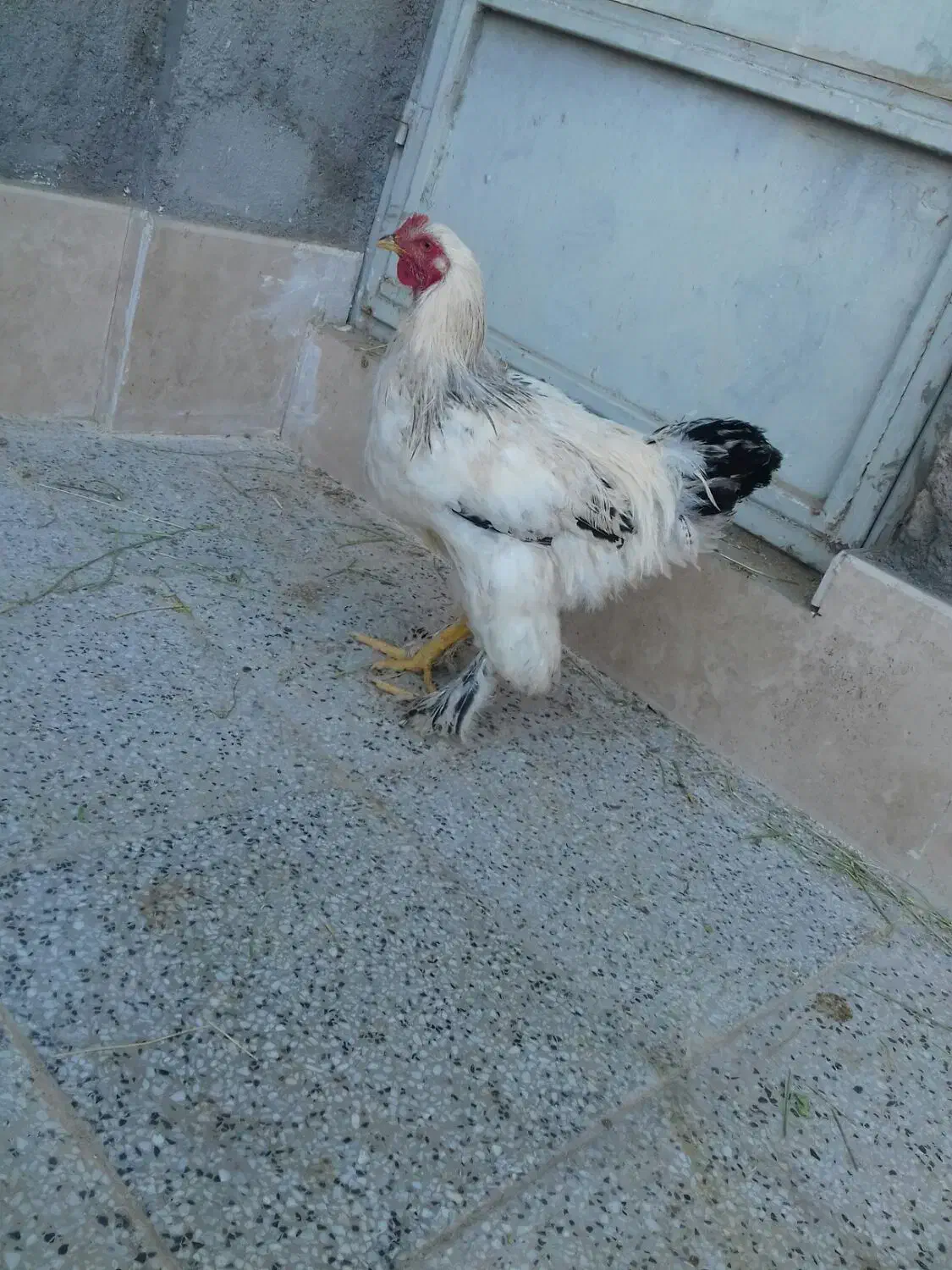 خروس برهما لایت|حیوانات مزرعه|مهریز, |دیوار