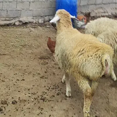 یک راس بره|حیوانات مزرعه|مشگین شهر, |دیوار