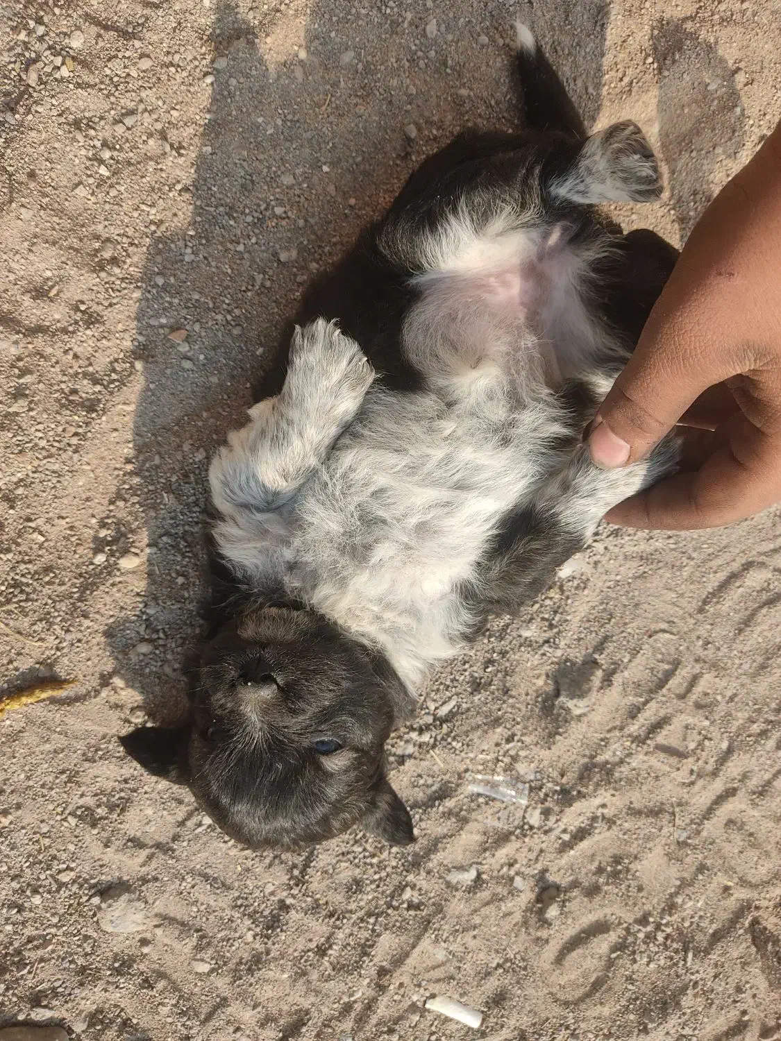 توله سگ های پاکوتاه دو تا ماده|سگ|مراغه, |دیوار