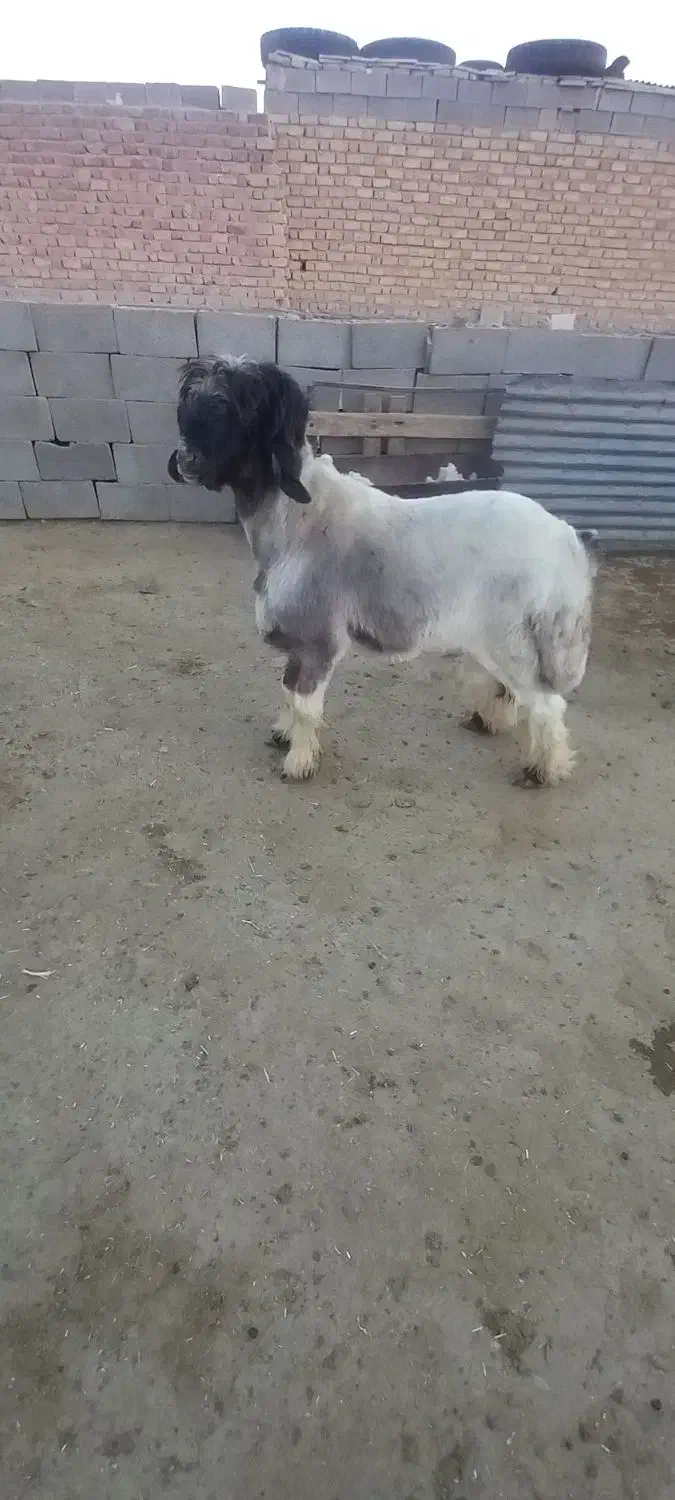 بره قوچی|حیوانات مزرعه|شیراز, حافظیه|دیوار