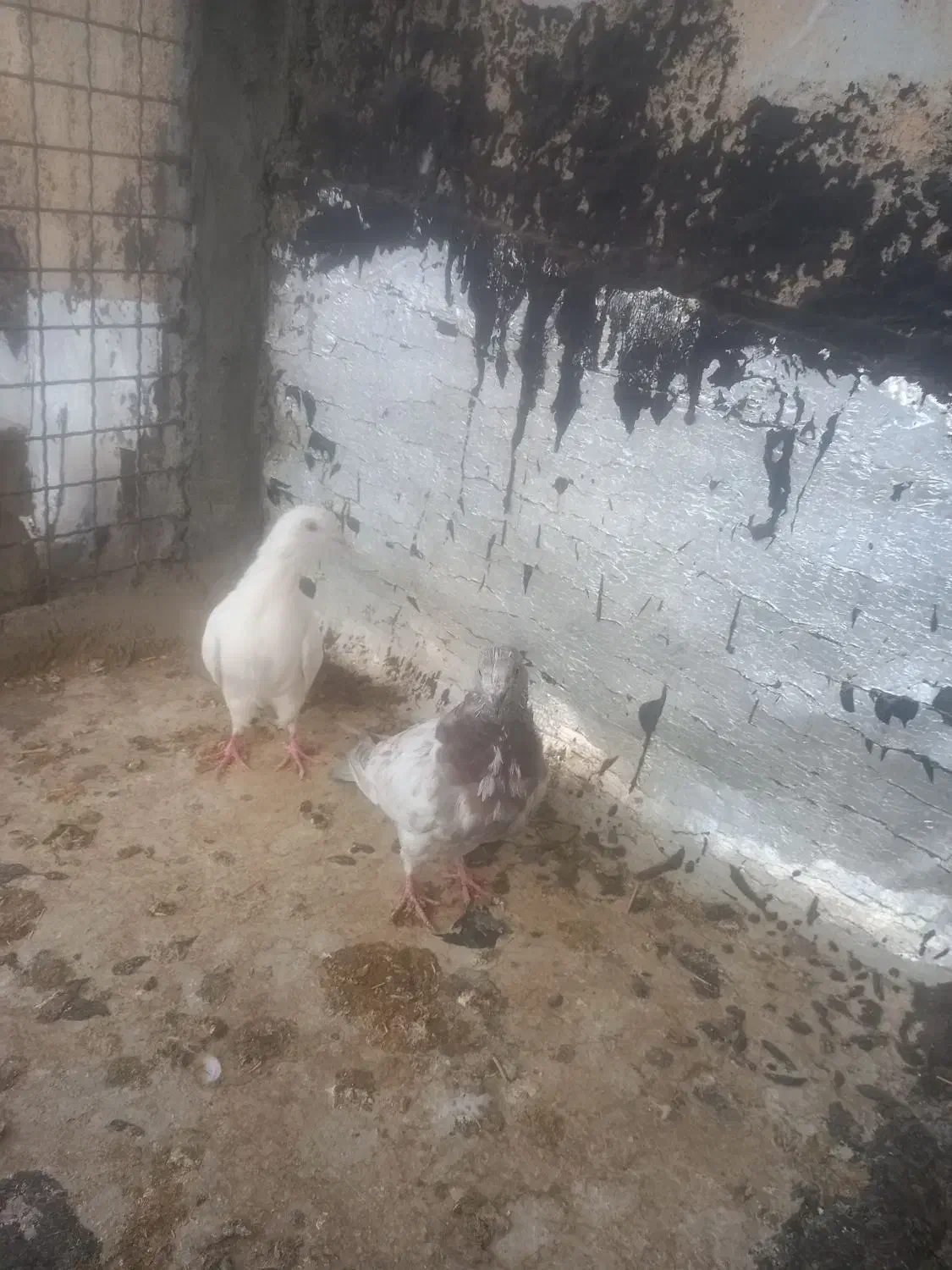 کبوتر|پرنده|جونقان, |دیوار