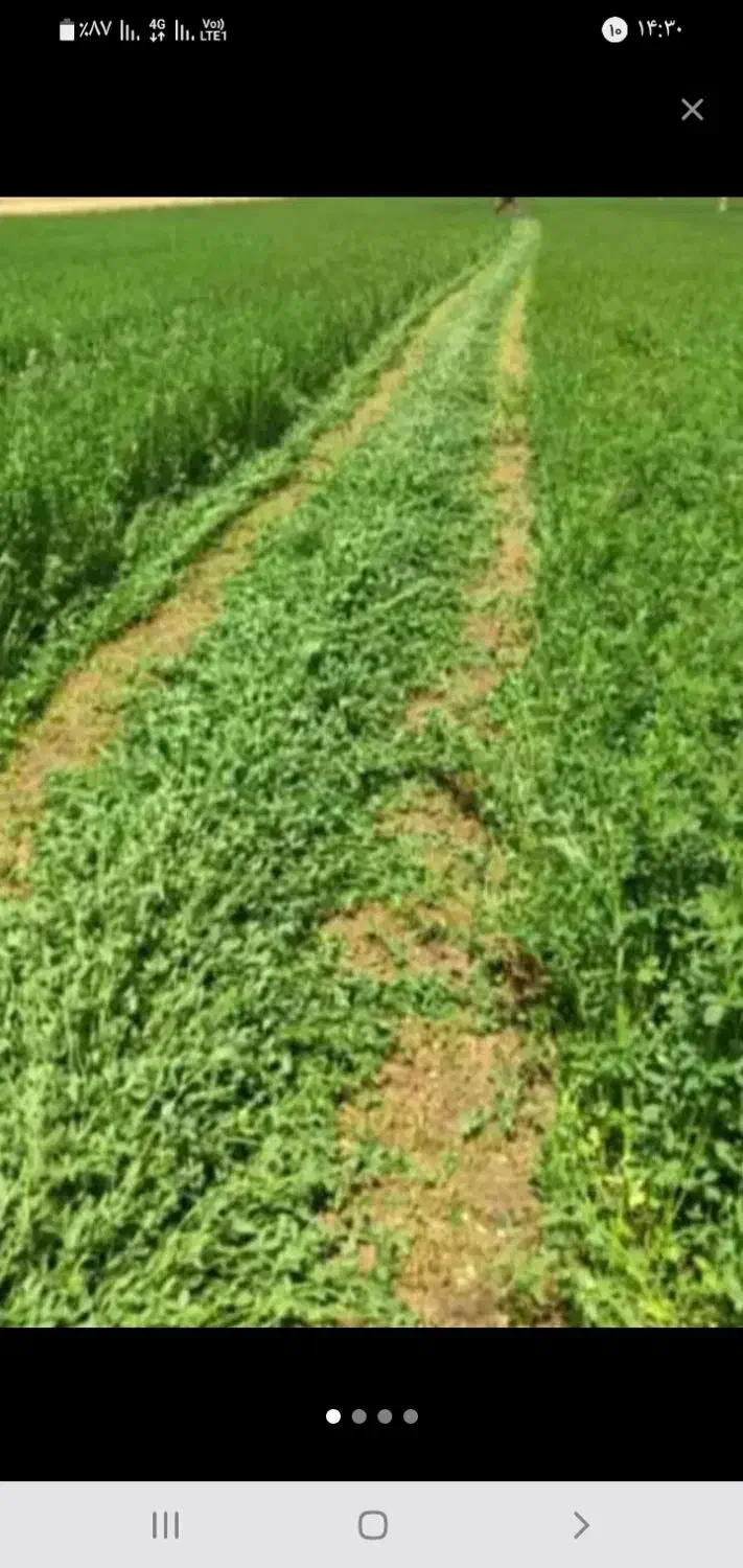 یونجه به شرط|لوازم جانبی حیوانات|کوهرنگ, |دیوار