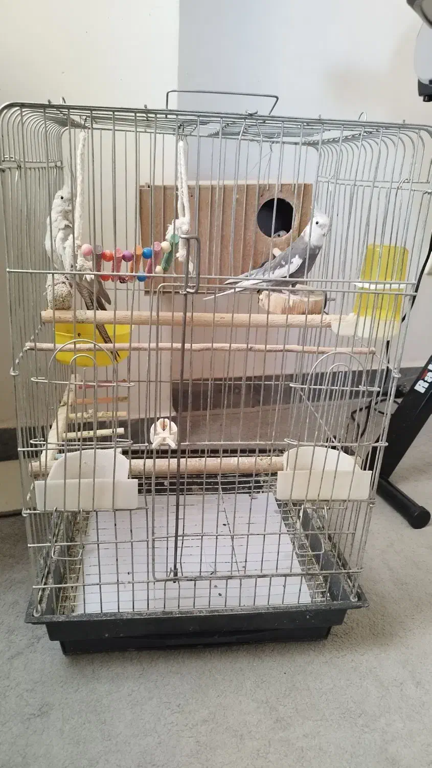 یک جفت عروس هلندی مولد|پرنده|نورآباد, |دیوار