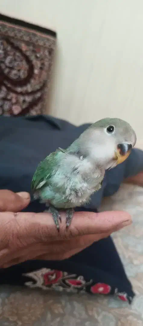 طوطی برزیلی|پرنده|ملارد, |دیوار