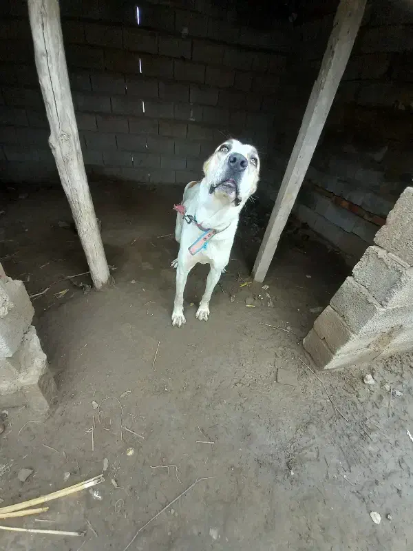 سگ آلابای|سگ|گنبد کاووس, |دیوار