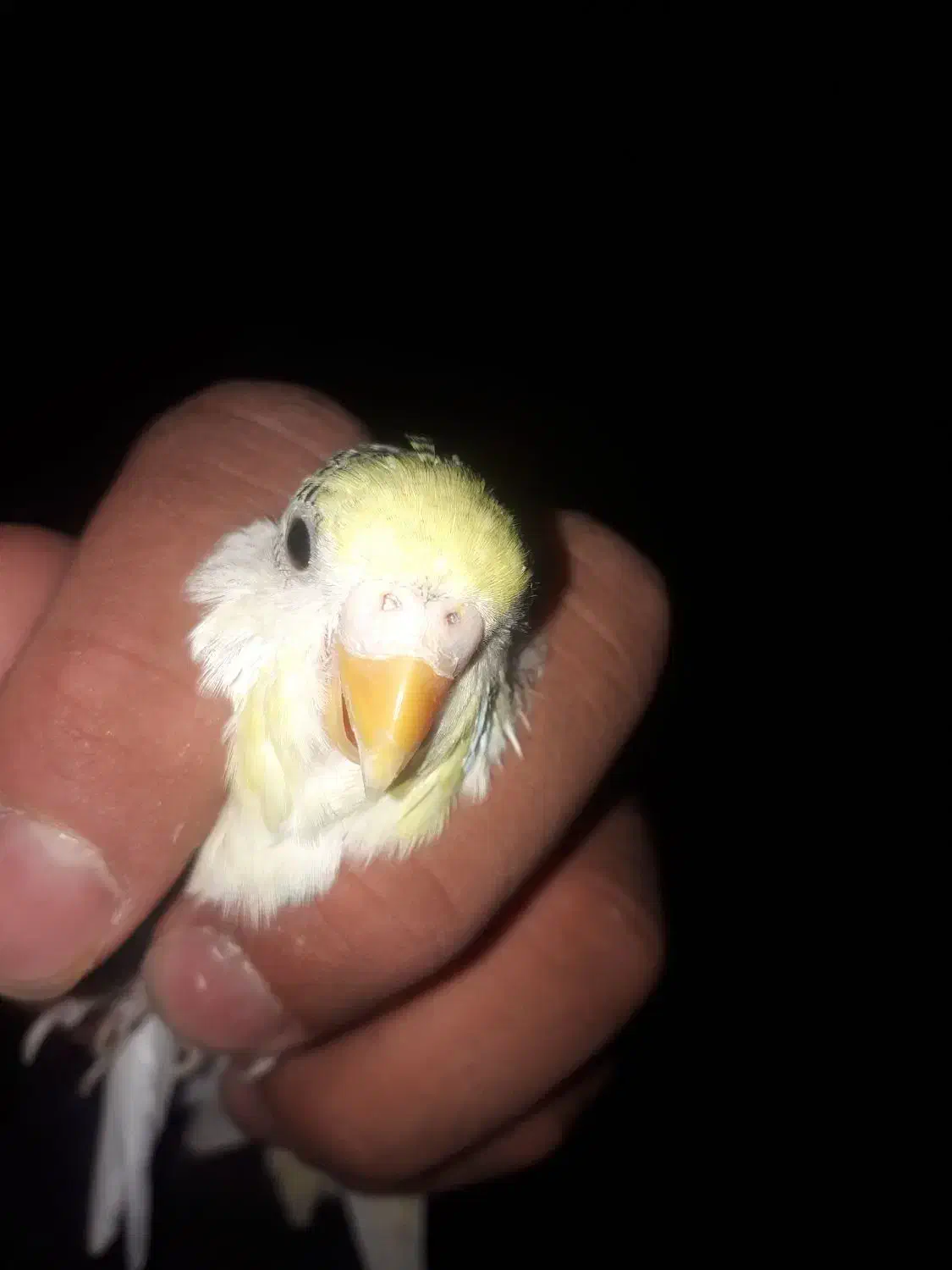 مرغ عشق کاشانی بالغ|پرنده|زاهدان, |دیوار