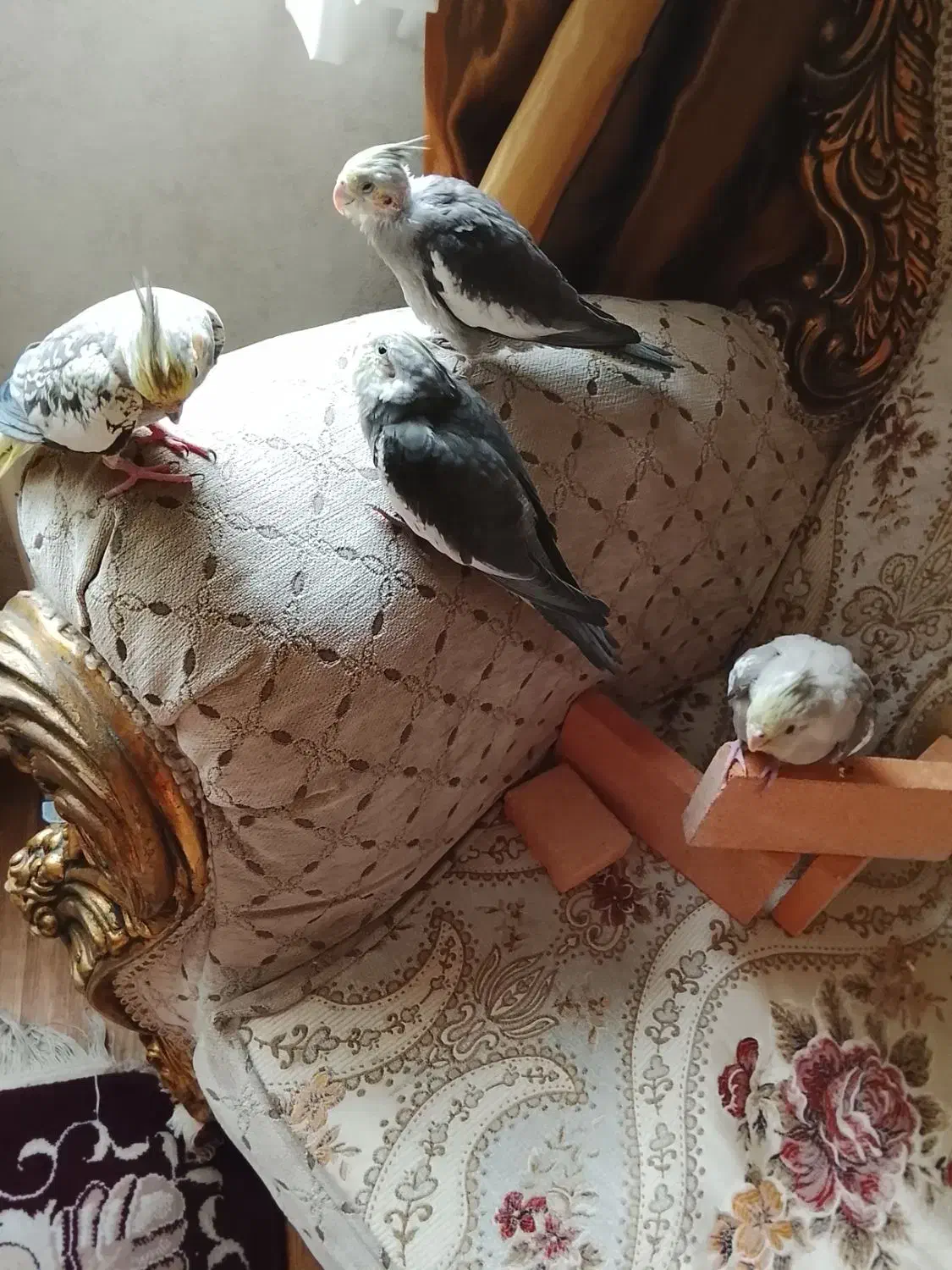 پرنده|پرنده|تهران, قیام|دیوار