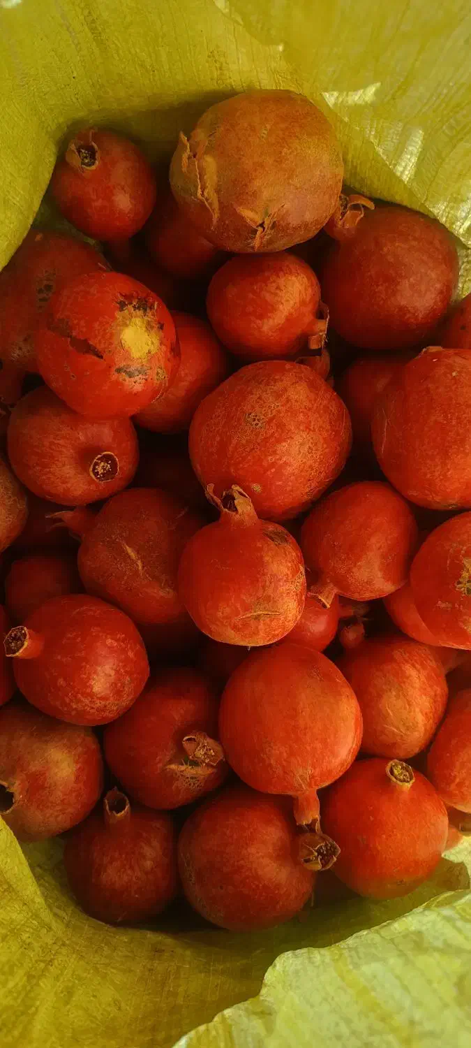 انار درجه یک|حراج|فردوس (خراسان), |دیوار