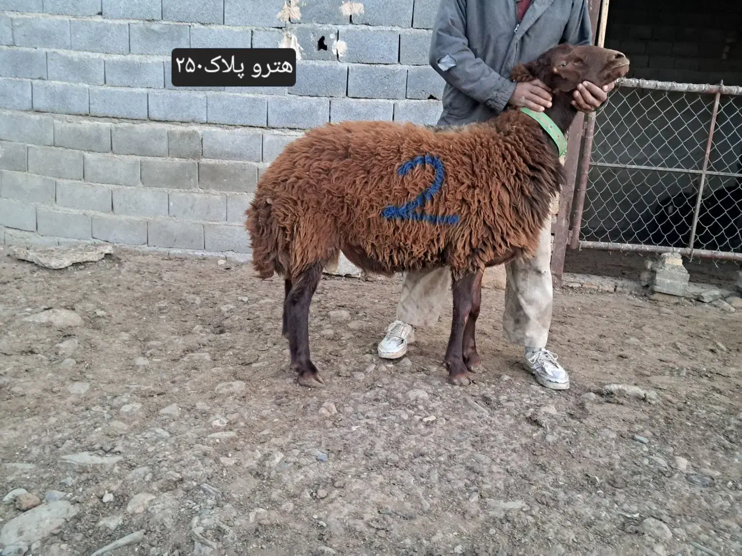 شیشک قوچ‌ هترو زیگوت(چندقلوزا)|حیوانات مزرعه|مشهد, بهاران|دیوار