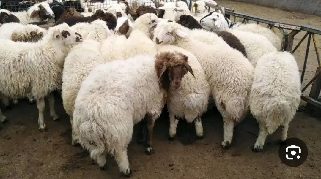 گوسفند زنده همراه با ۸۰ درصد تخفیف ویژه|حیوانات مزرعه|مشهد, کوثر|دیوار