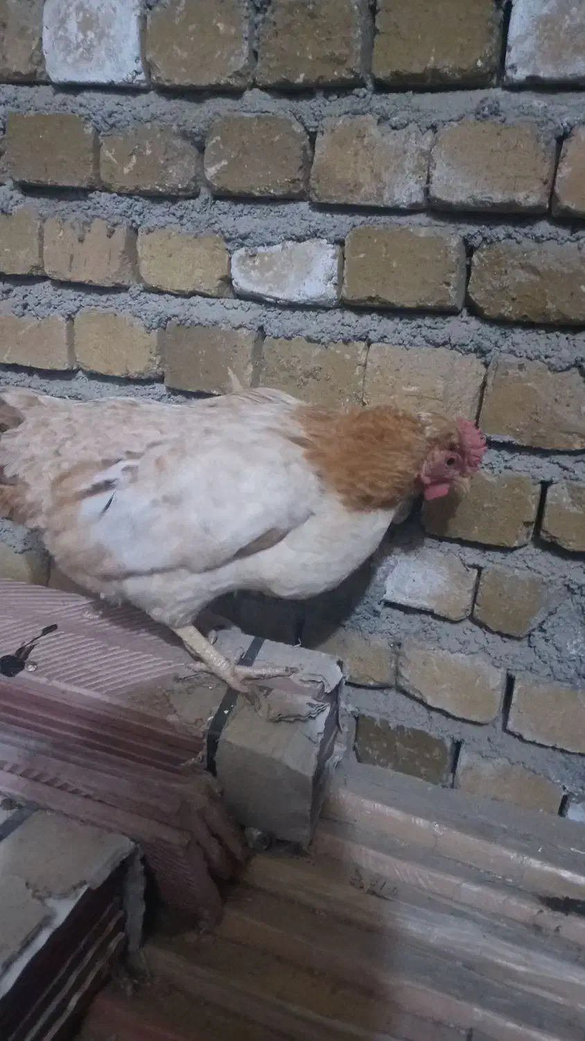 مرغ محلی|حیوانات مزرعه|سیلاخور, |دیوار