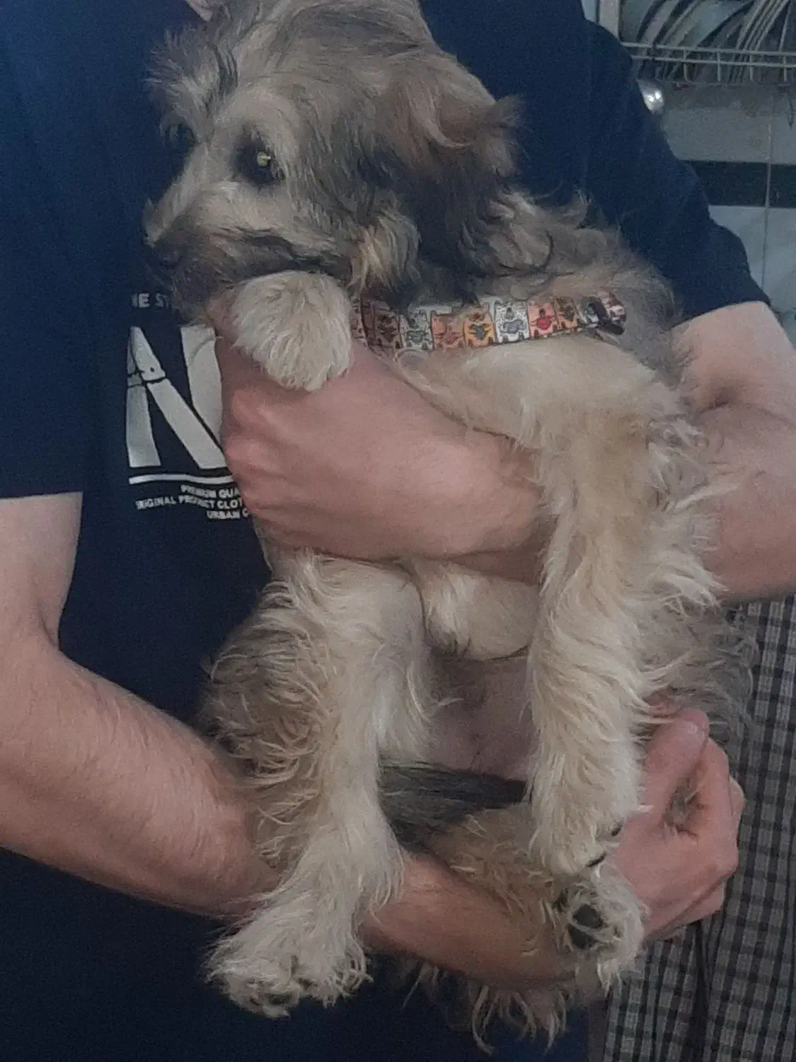 سگ شیتزو|سگ|قم, پردیسان|دیوار