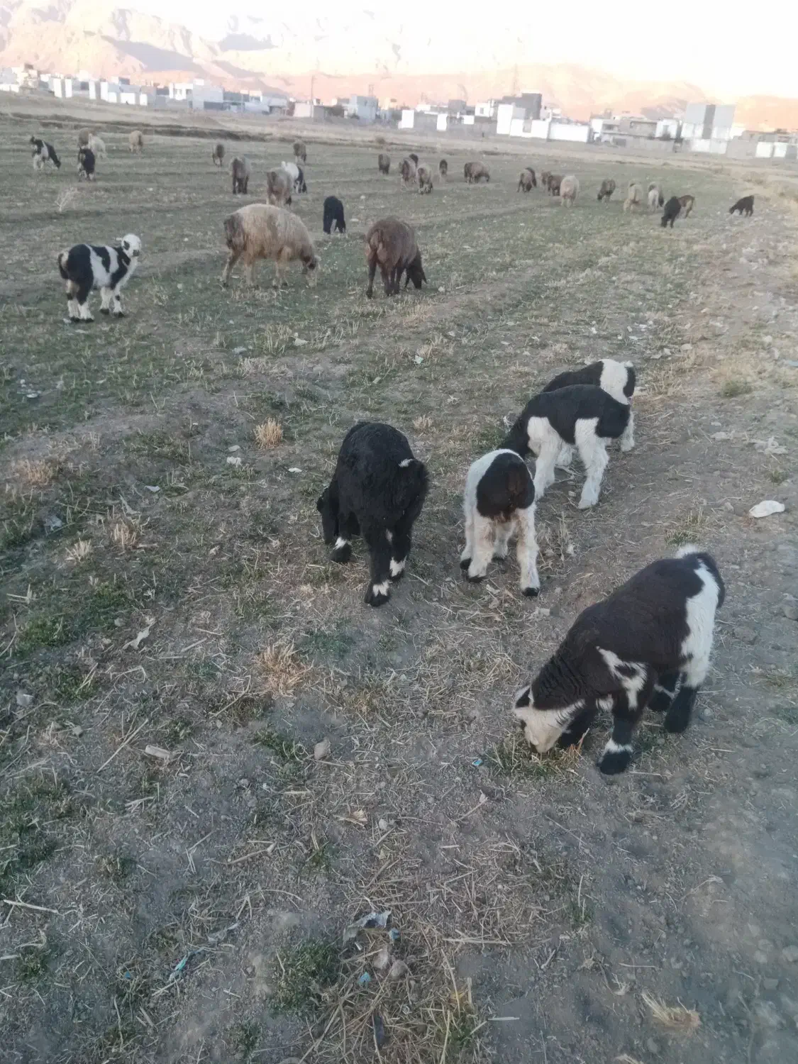 بز و میش بره دار به فروش میرسد|حیوانات مزرعه|یاسوج, |دیوار