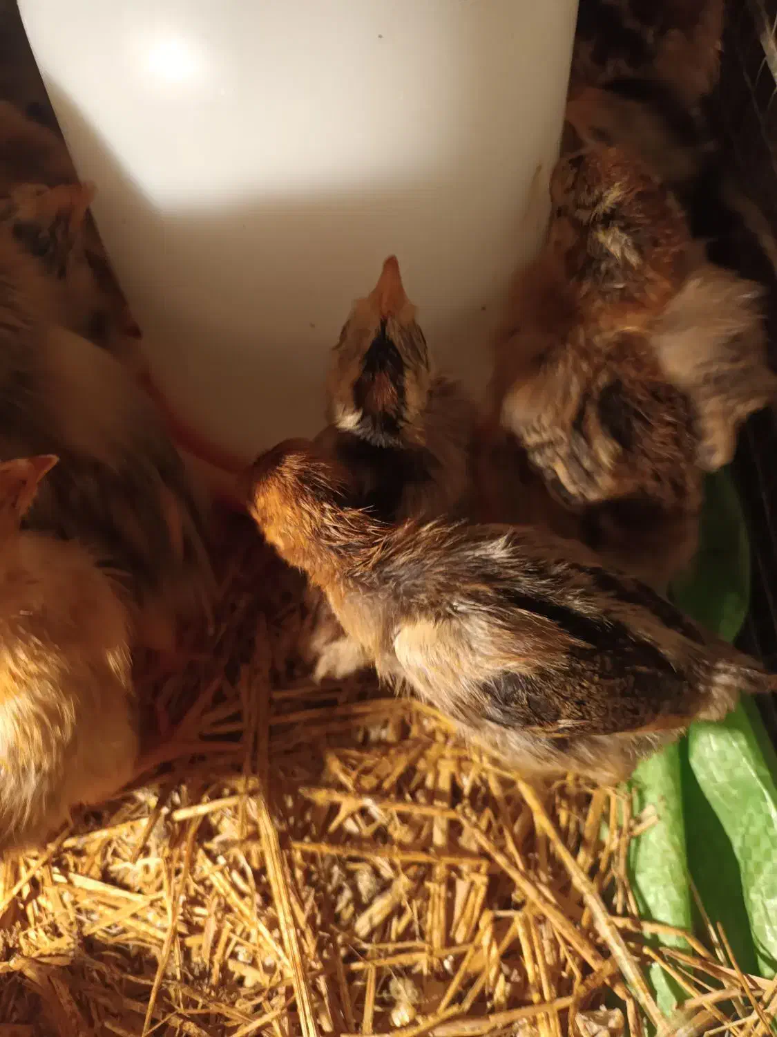 جوجه گلین  و محلی|حیوانات مزرعه|کوهی‌خیل, |دیوار