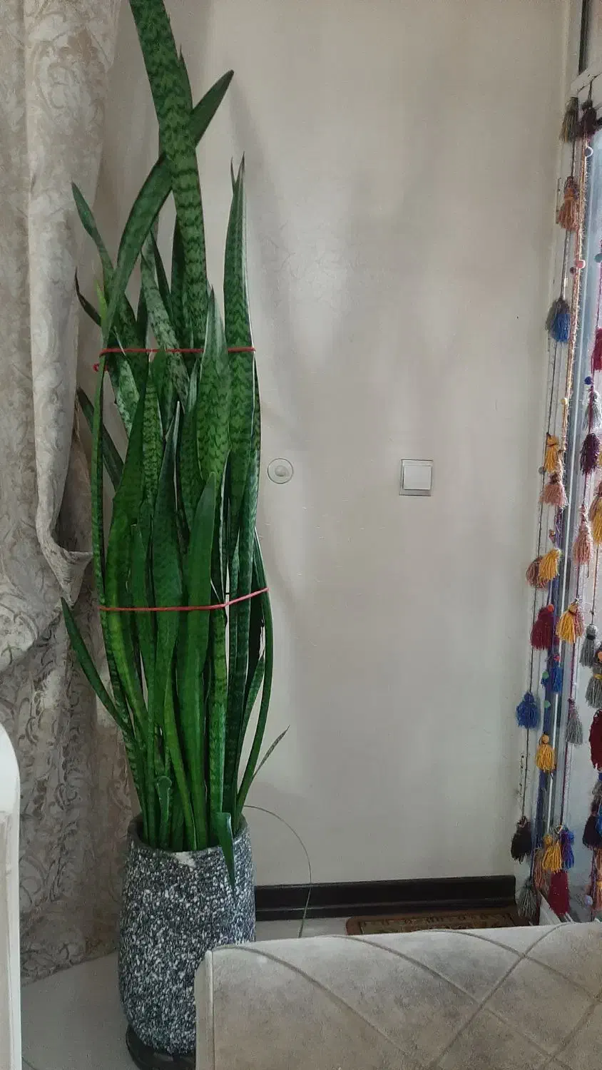 گل سانسوریا|گل و گیاه طبیعی|اصفهان, گرکان|دیوار