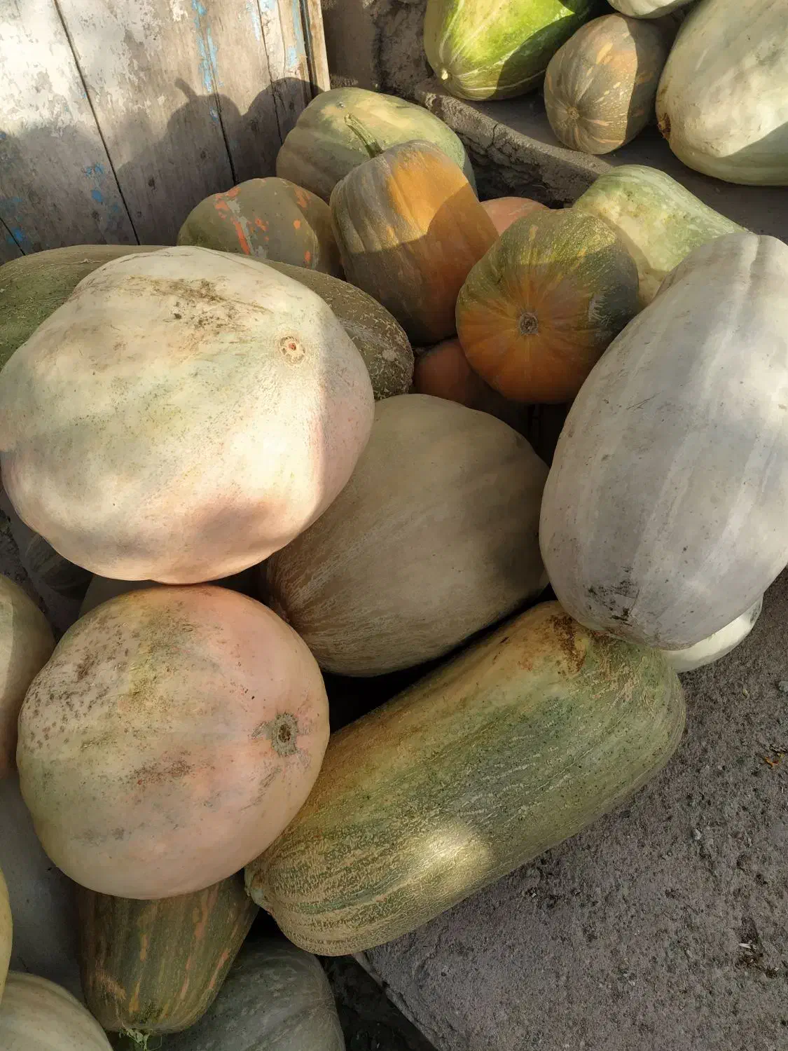 کدو حلوایی و تنبل|حراج|هشترود, |دیوار