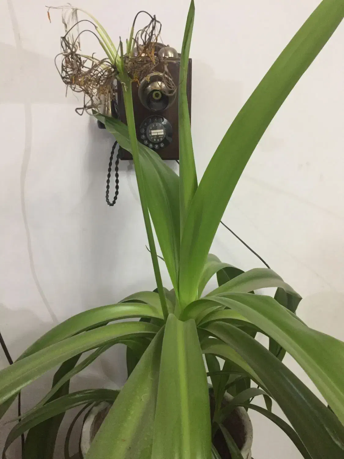 گلدان موزی|گل و گیاه طبیعی|زرند, |دیوار