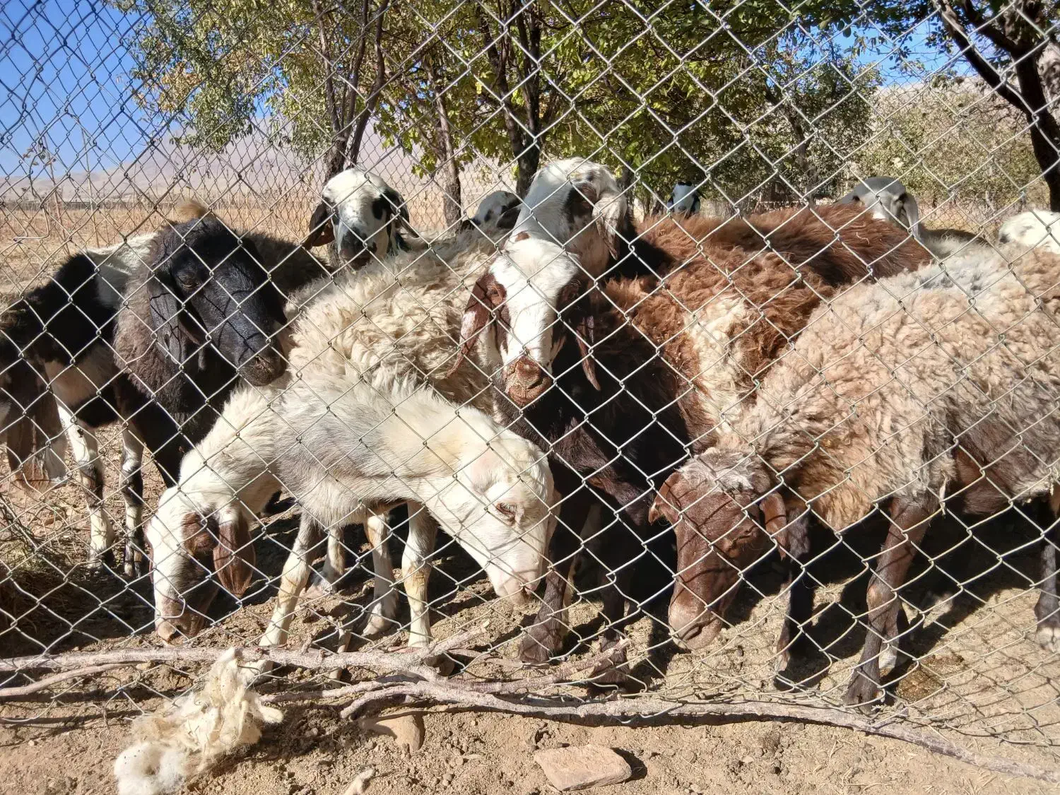 بره ماده پلنگی و یک راس شیشک قوچ|حیوانات مزرعه|شازند, |دیوار