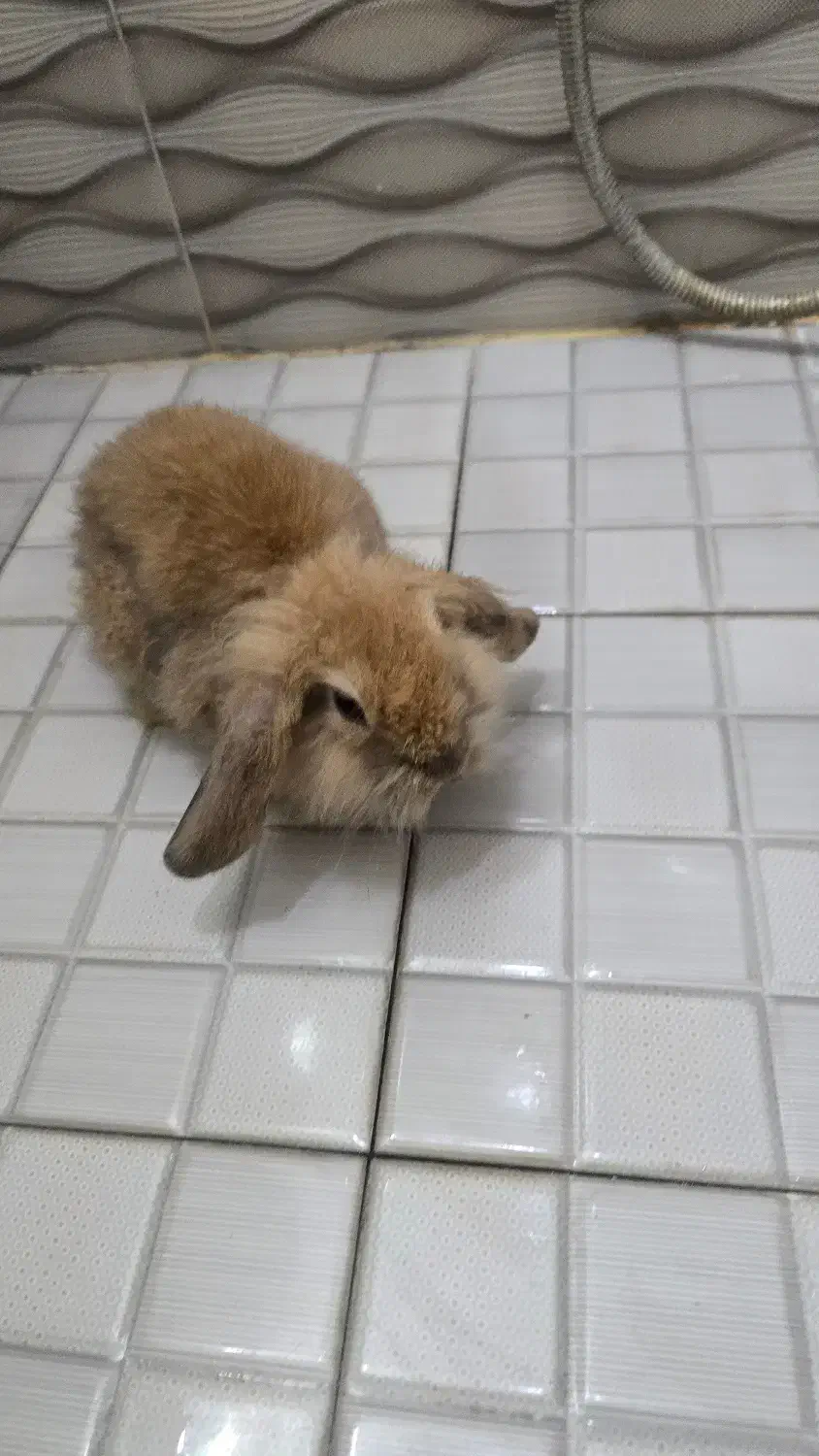 خرگوش لوپ مینیاتوری|موش و خرگوش|تهران, ابوذر|دیوار