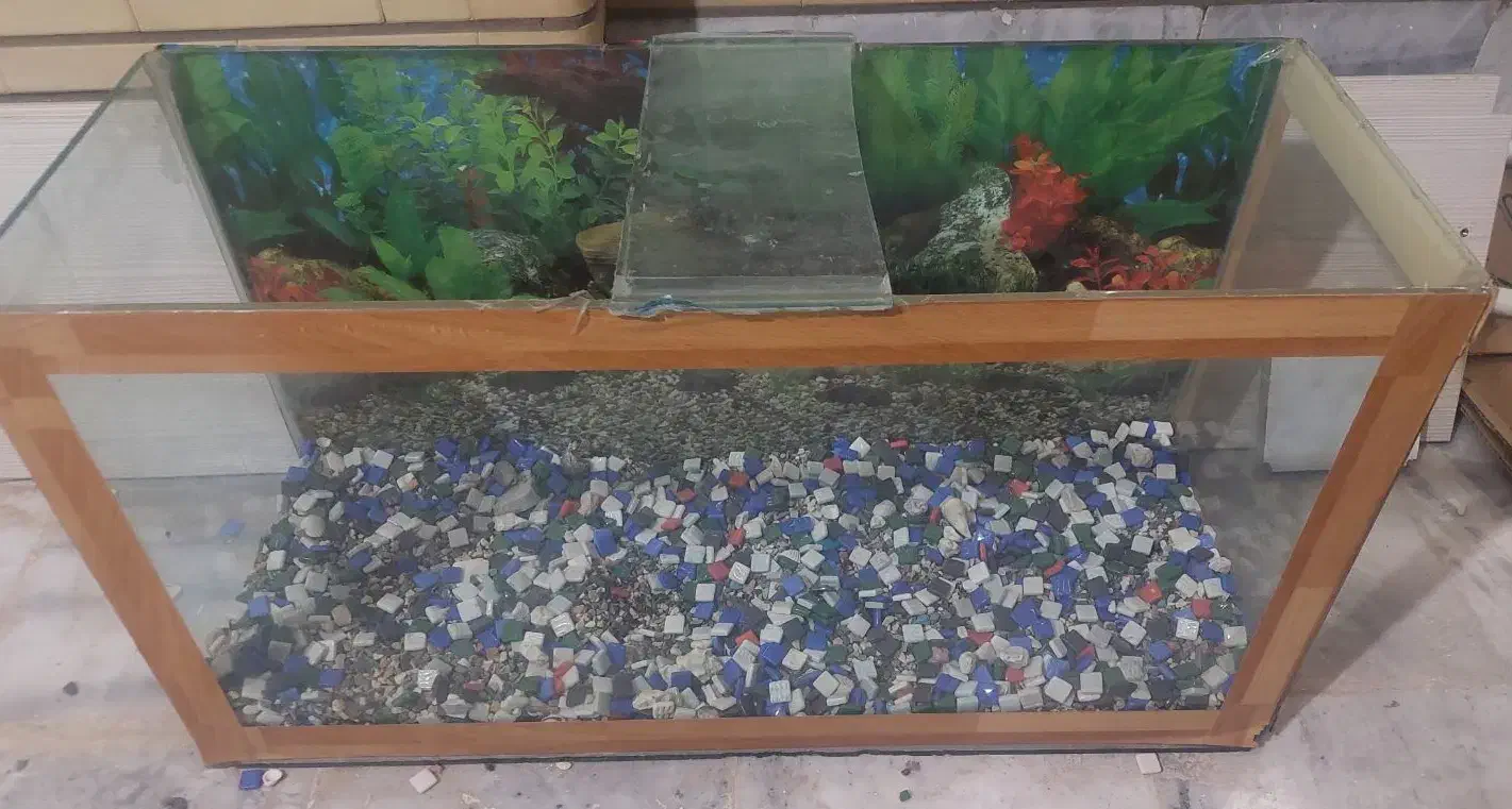 اکواریوم|ماهی|زاهدان, |دیوار