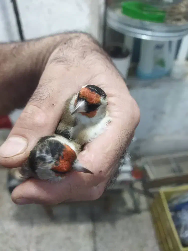 سهره کرمونی وسرسیاه نیم گلی توضیحات بخون|پرنده|شیراز, شهرک استقلال|دیوار