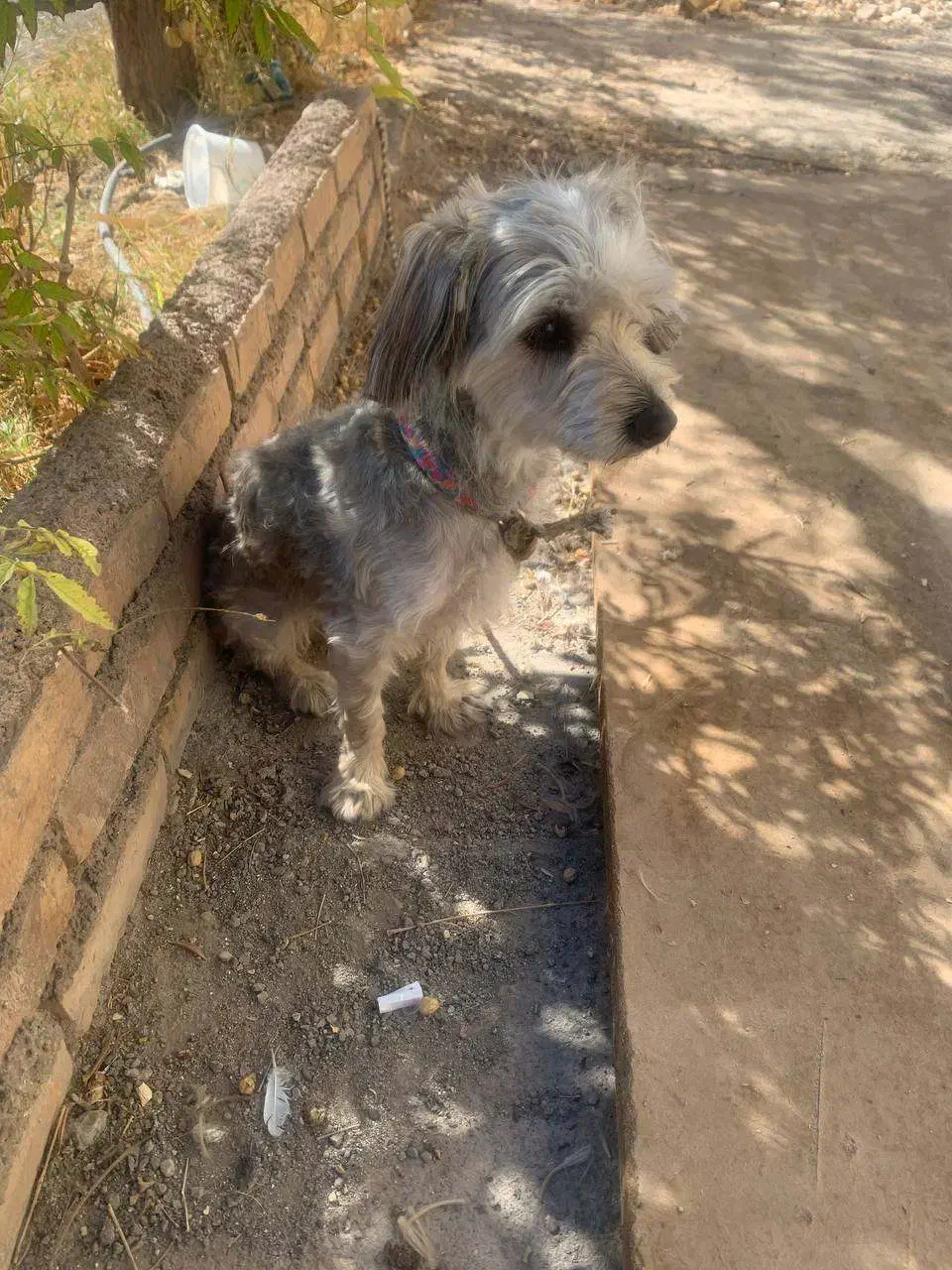 حیوان خانگی|سگ|دلیجان, |دیوار