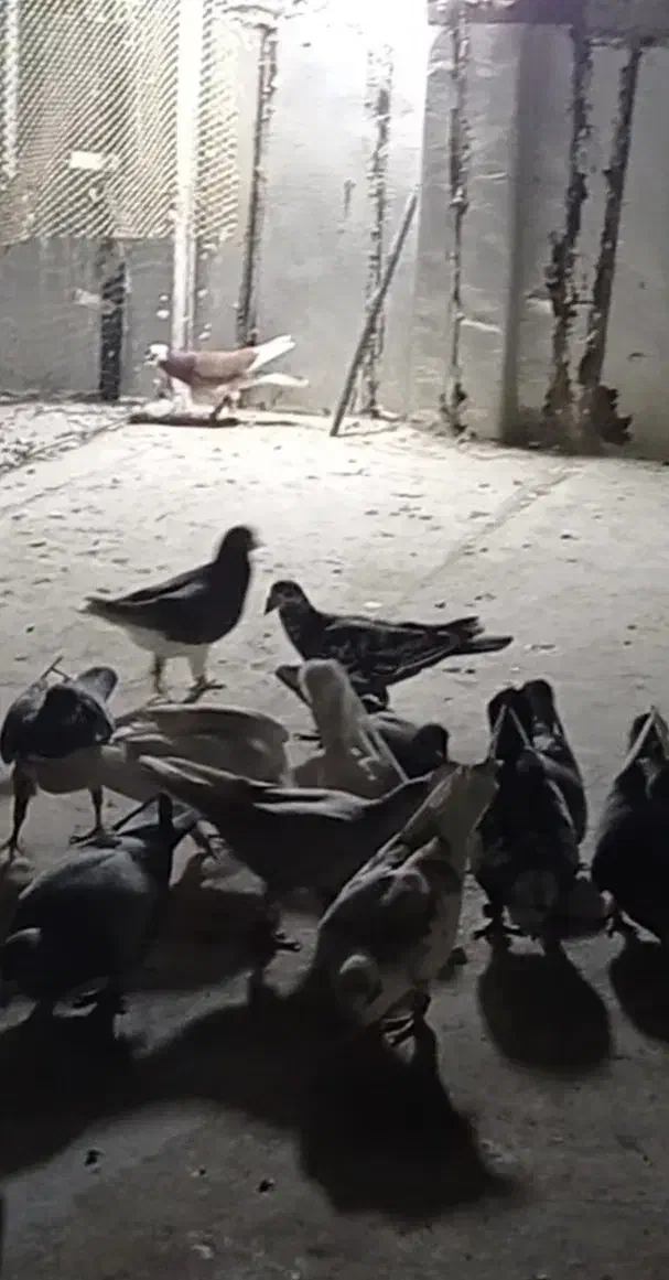 کبوتر گمشده|حیوانات|قشم, |دیوار